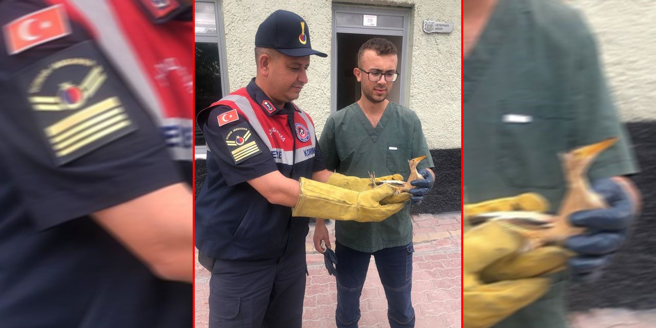 Nesli tükenmekte! Konya’da yaralı su kuşu tedavi altına alındı