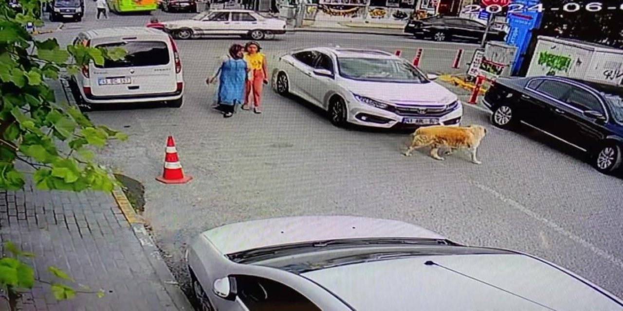 Göz göre göre köpeğe çarptı, arkasına bile bakmadı