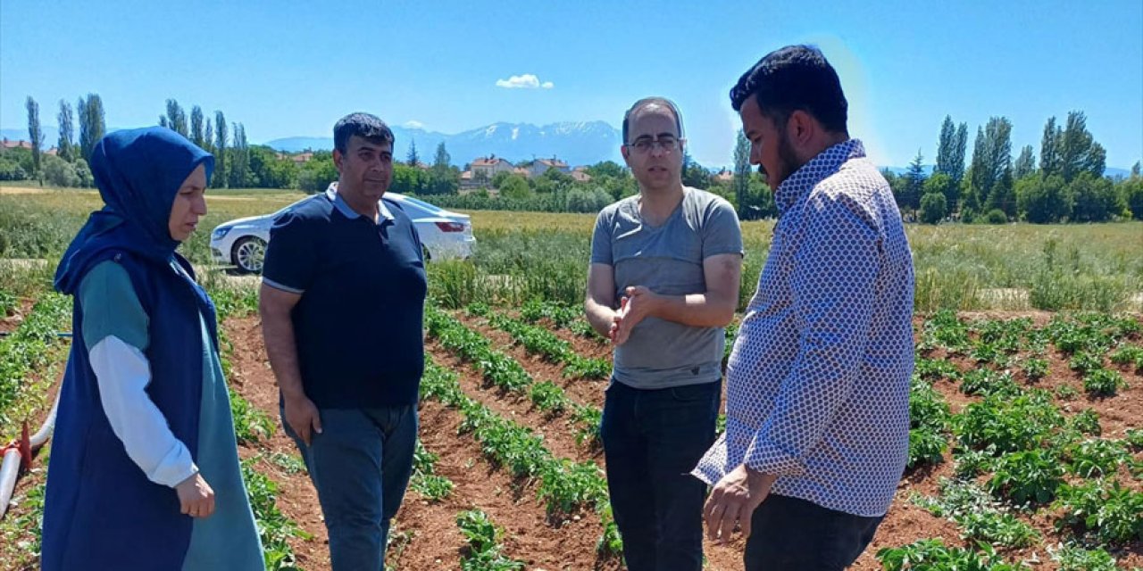 Konya'da ekili arazilerde hastalık kontrolü