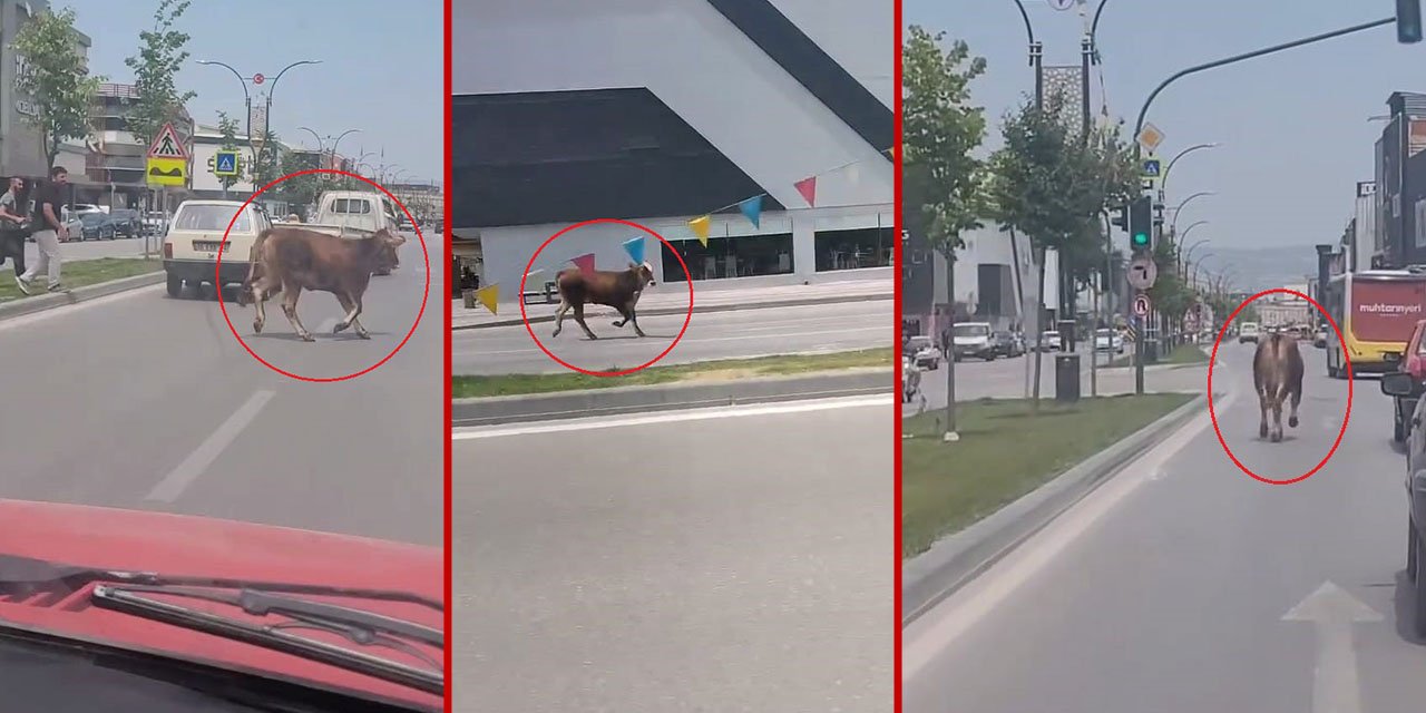 Kurban bayramı klasiği erken başladı, kaçan kurbanlık trafiği birbirine kattı