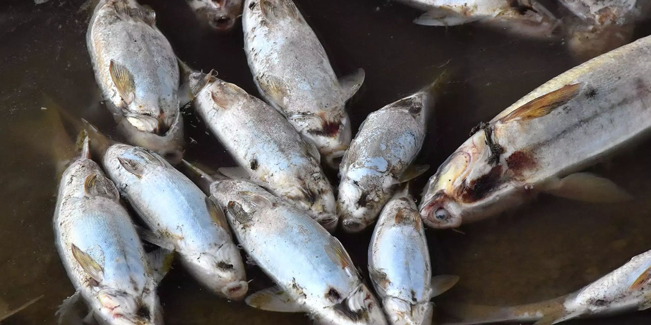 Kızılırmak’ta Çok sayıda ölü balık  kıyıya vurdu