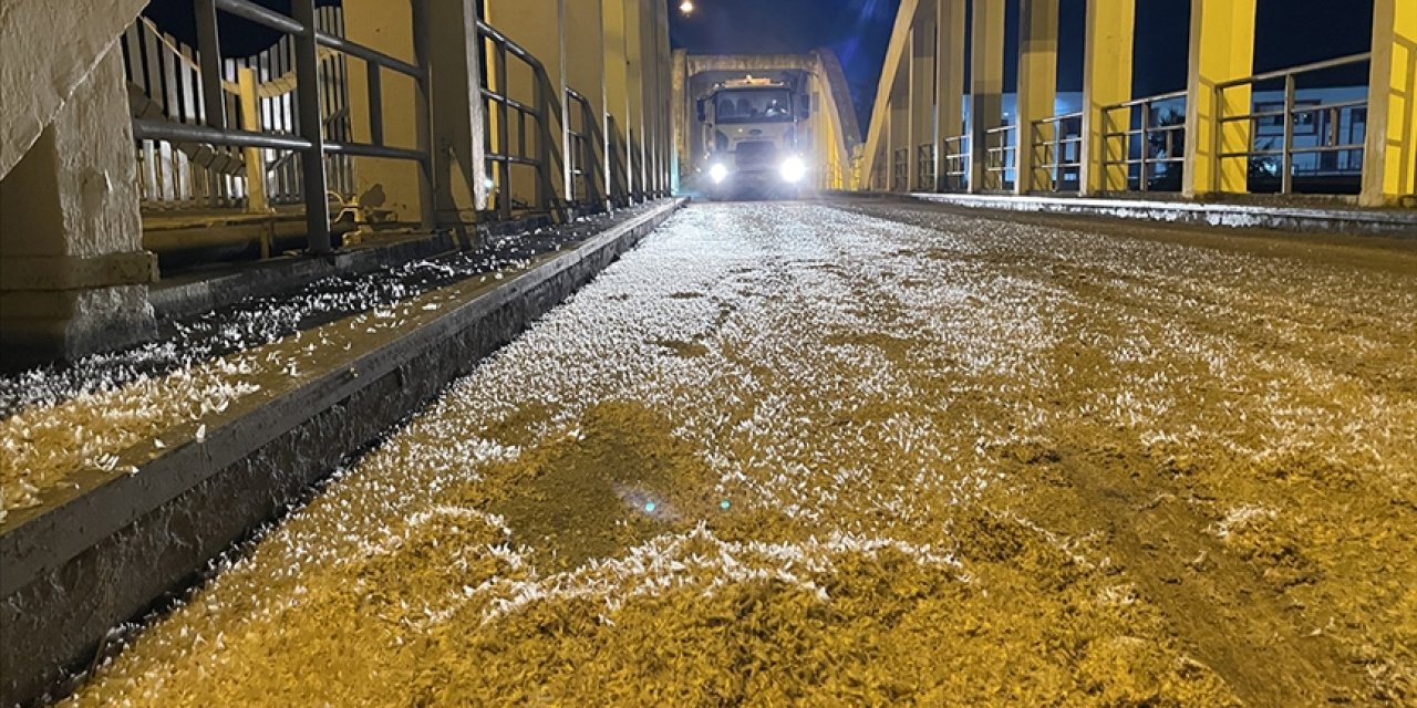 Birgün sineklerinin "ölüm uçuşu" görüntülendi