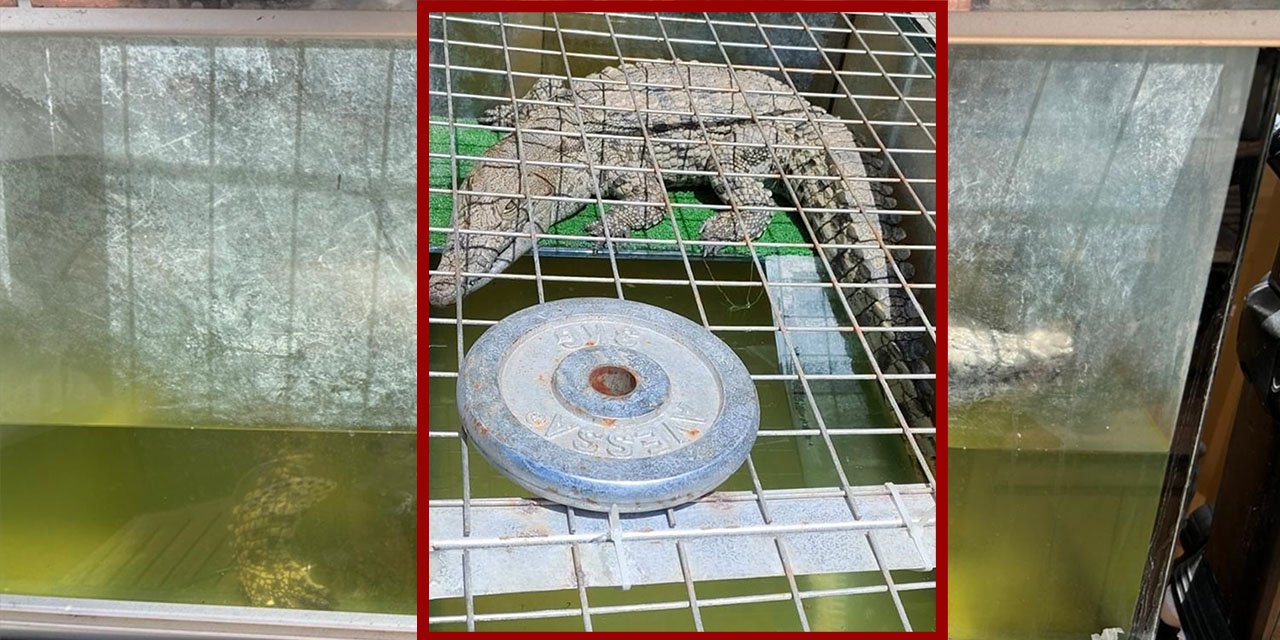 Evinde timsah besleyen kişi yakalandı