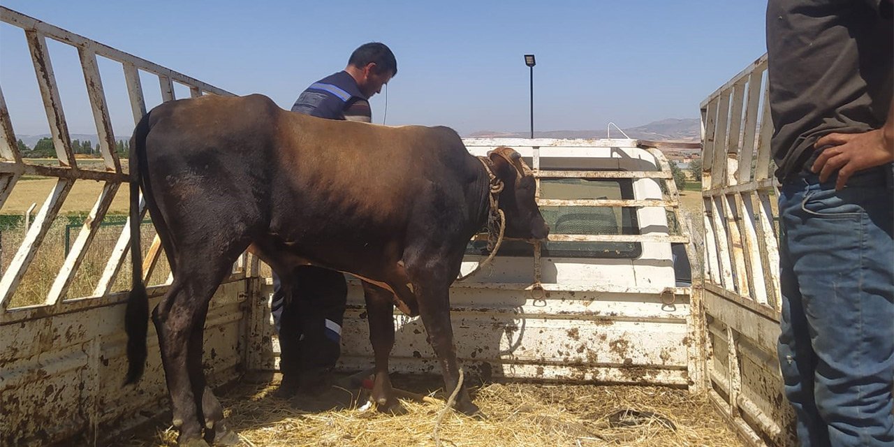 Kurbandan önce kaçan dana 1 hafta sonra yakalandı