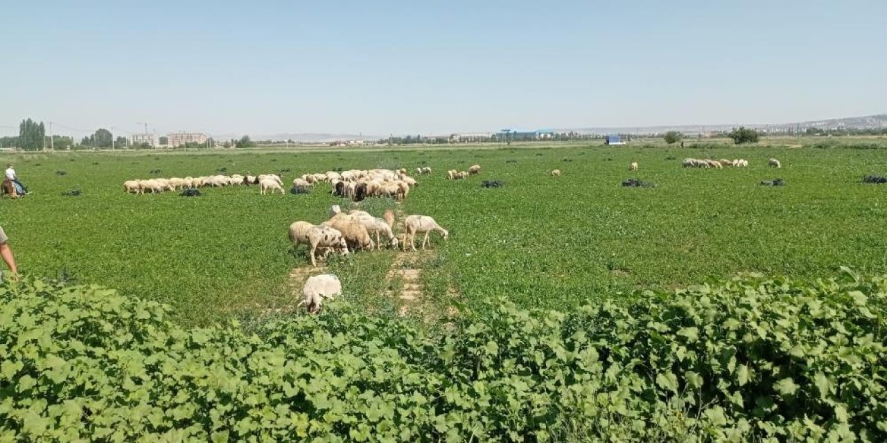 Çiftçiler satamadıkları maydanozu koyunlara yedirdi