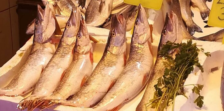 Konya'da üreme dönemindeki balıkları satan işletmelere ceza verildi