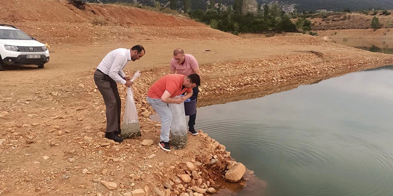 Konya’da 70 bin yavru sazan suya bırakıldı