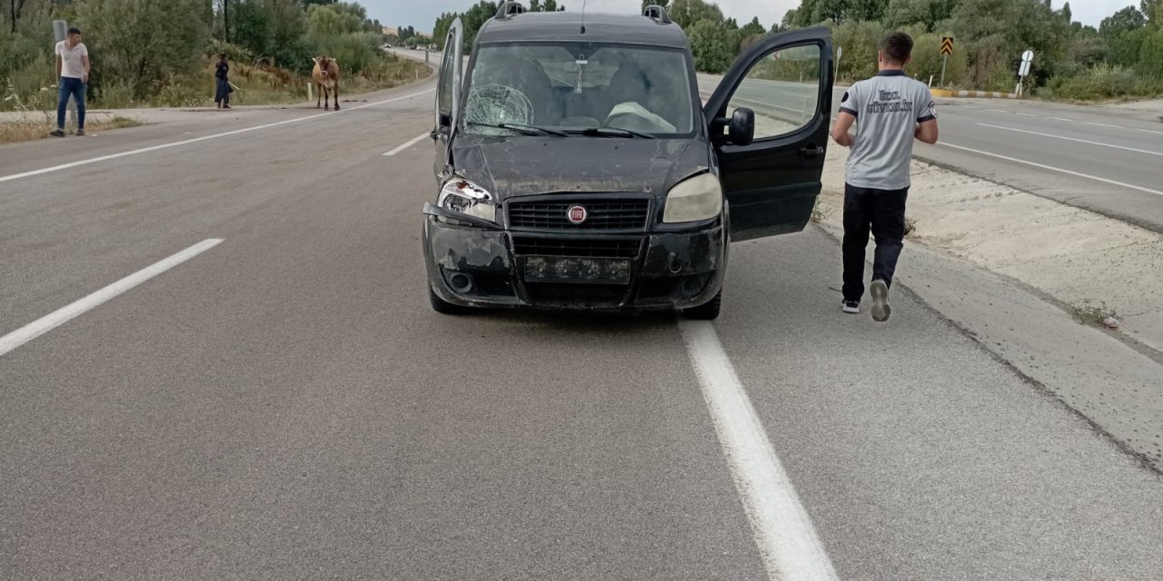 Korkulan oldu! Konya’da yola çıkan büyükbaş hayvan kazaya yol açtı