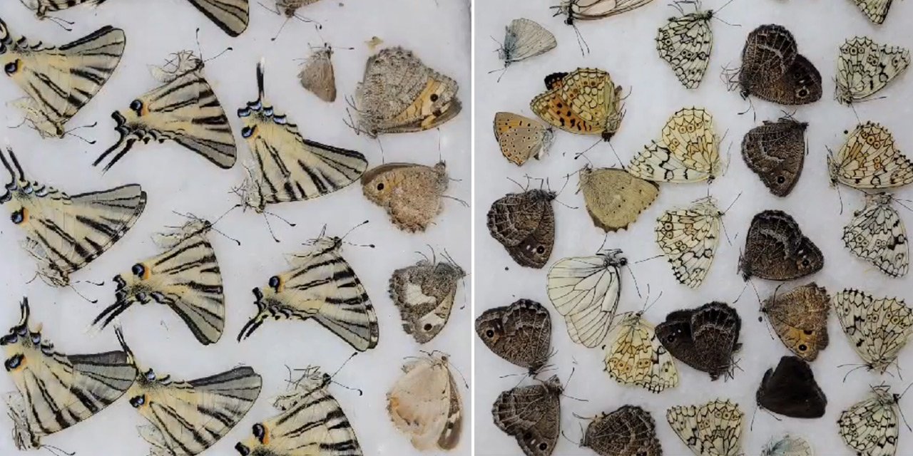 Biyokaçakçılık: 1472 kelebek ele geçirildi