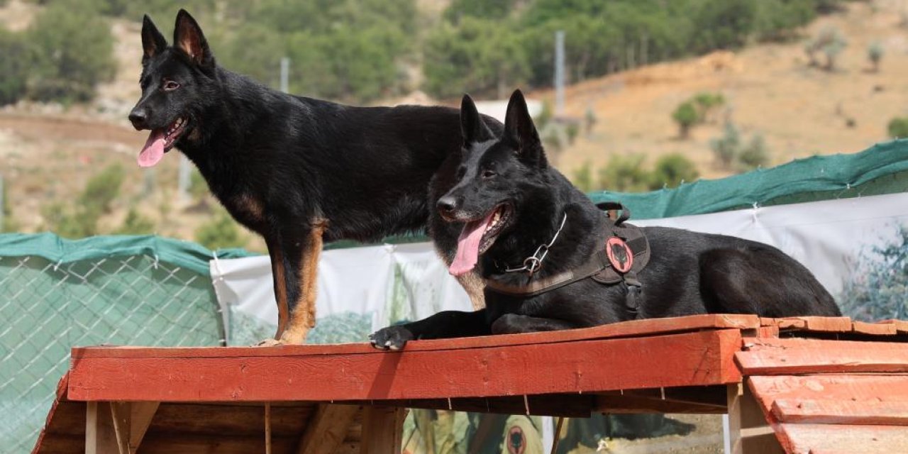 Konya’da zorlu eğitimden geçirilen köpekler afetlerde görev alıyor