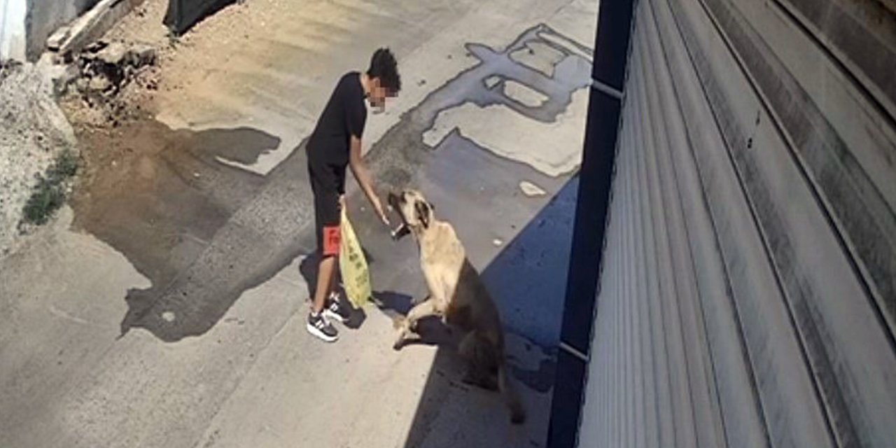 Sokak köpeği kendini besleyen çocuğa saldırdı! Olay anı kamerada