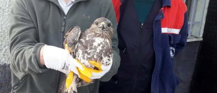 Kanadından yaralı halde bulunan şahin korumaya alındı