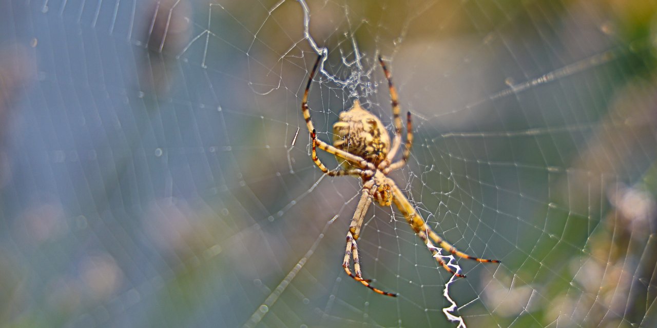 Dünyanın en zehirli örümceklerinden biri Aksaray’da görüldü! Vatandaşlar tedirgin