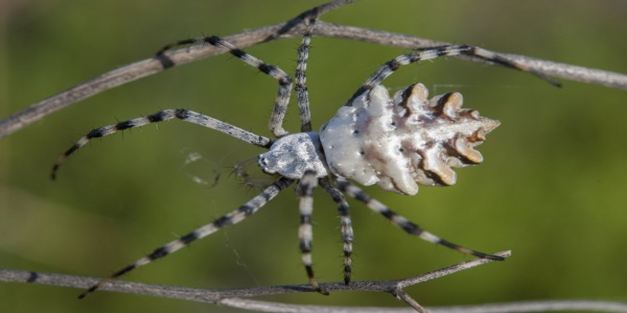 Konya’da dünyanın en zehirli örümceklerinden biri görüldü