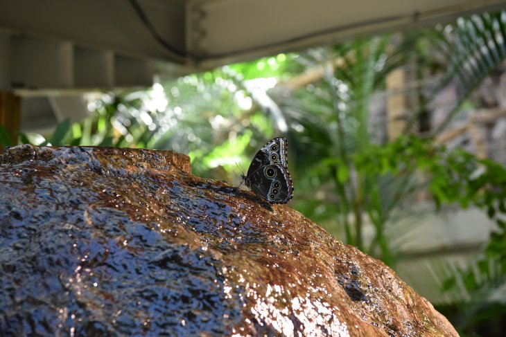 Konya Tropikal Kelebek Bahçesi yenilenen yüzüyle yeniden açılıyor