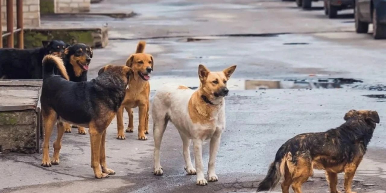 Sokak köpeğini uyuşturmak isterken kendini vurdu