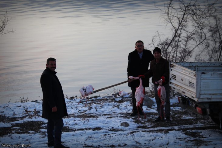 Konya’da korkutan flamingo ölümleri