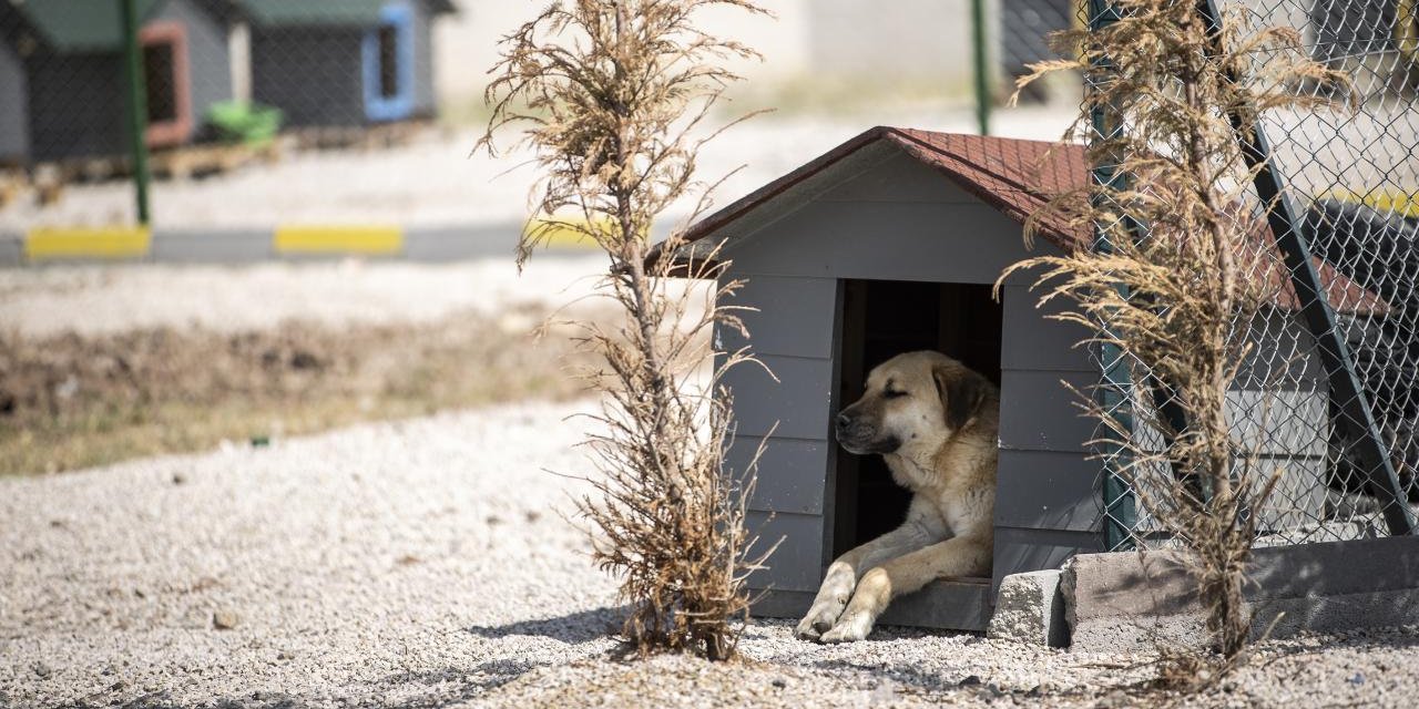 Yasa çıktı, sıra uygulama yönetmeliğinde