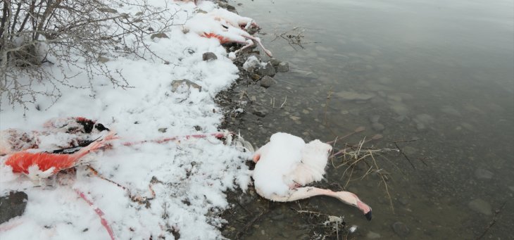 Konya’daki flamingolar soğuktan ölmüş