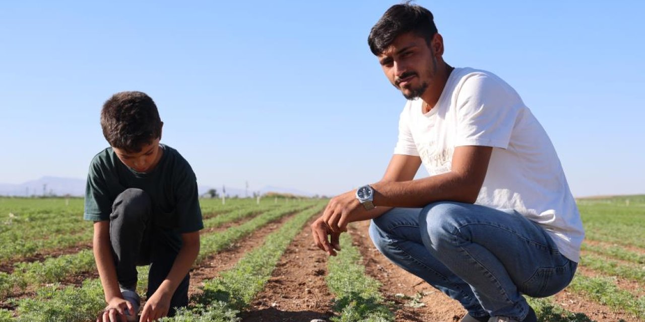 Konyalı genç çiftçinin başarı hikayesi! Üretiyor, yurt dışına gönderiyor