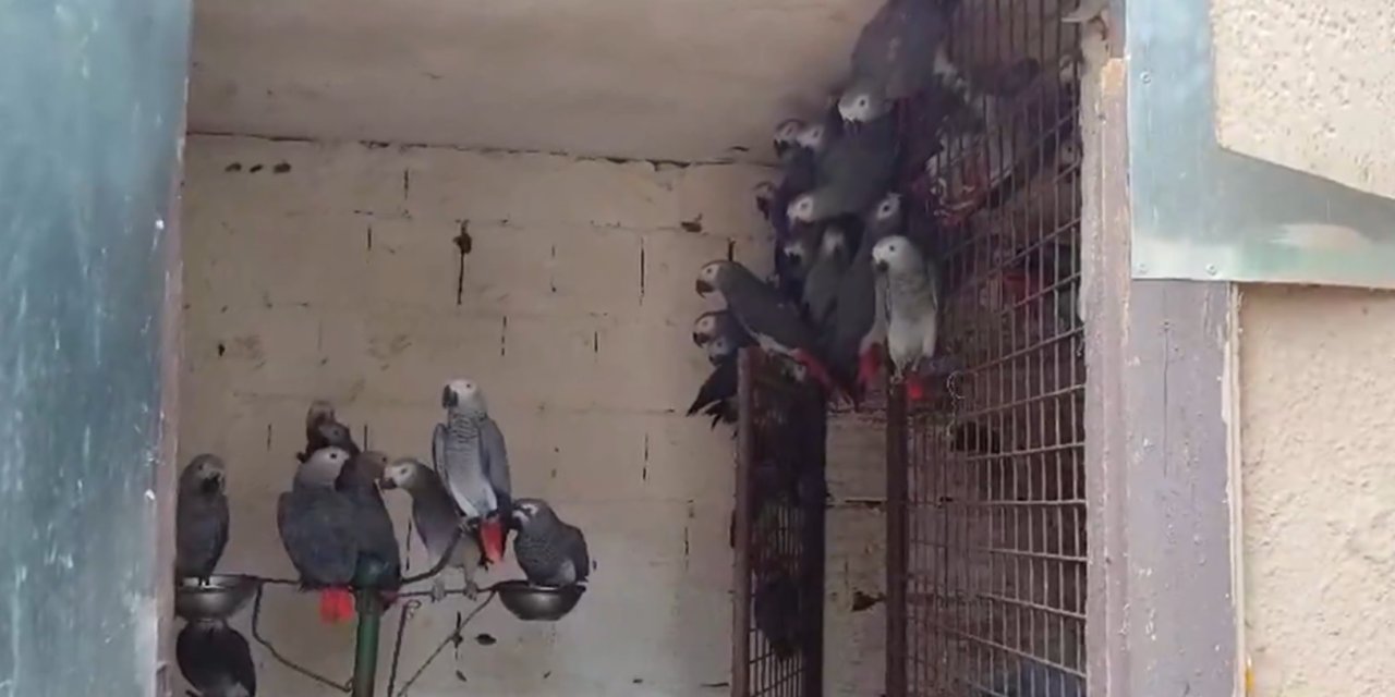 Yasa dışı hayvan ticareti: 309 papağana el konuldu