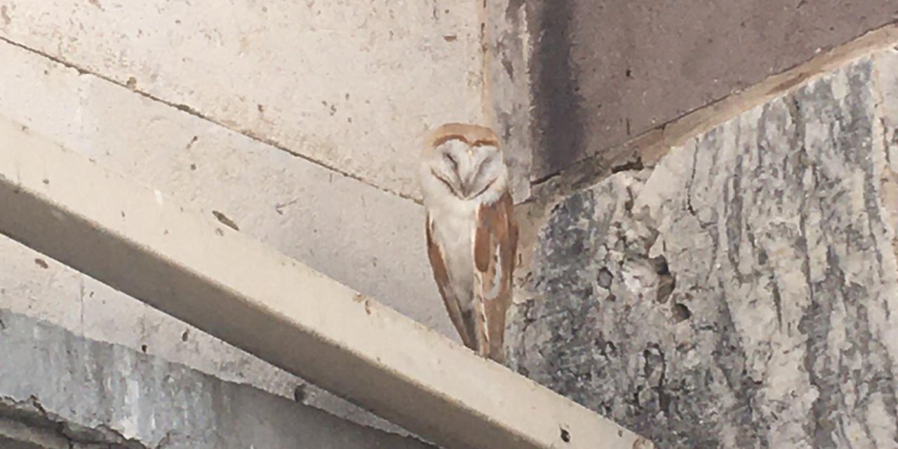 Konya’daki tarihi handa Peçeli Baykuş bulundu