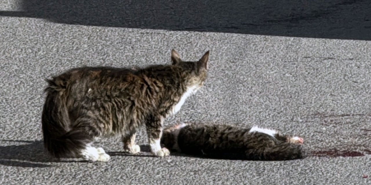 Kedi yavrusu, ölen kedinin başından ayrılmadı