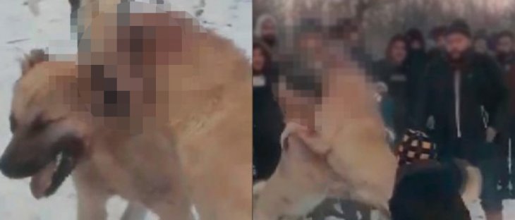 Konya'da köpek dövüşü yaptıranların cezası belli oldu