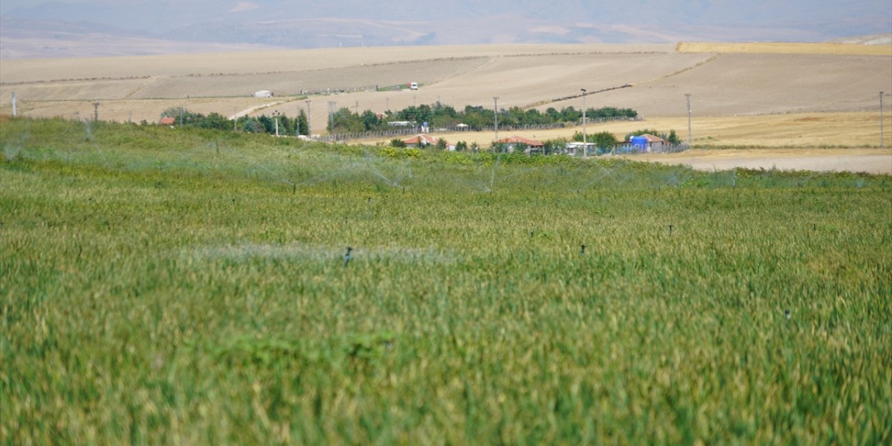 Soğanda bu yıl mahsul sıkıntısı yaşanmayacak