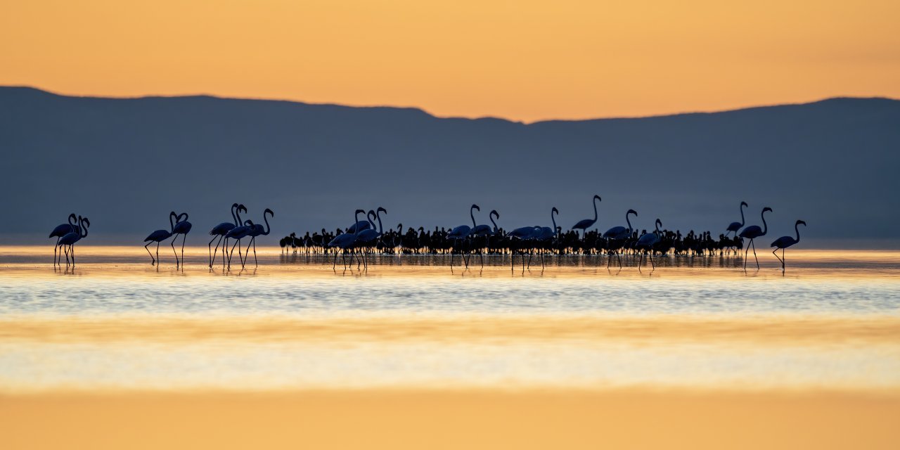 5 bin yavru flamingoyu ağırlayan ünlü gölün en büyük sorunu açıklandı