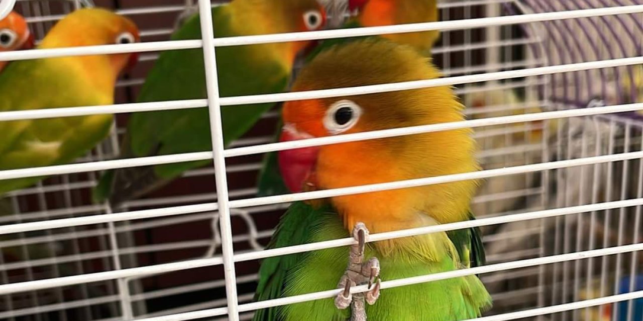 Derneğe kuş mezatı baskını