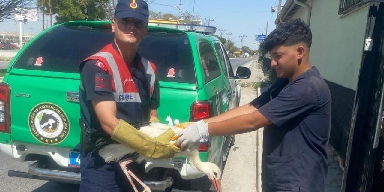 Konya’da yaralı leyleğin yardımına jandarma ekipleri koştu