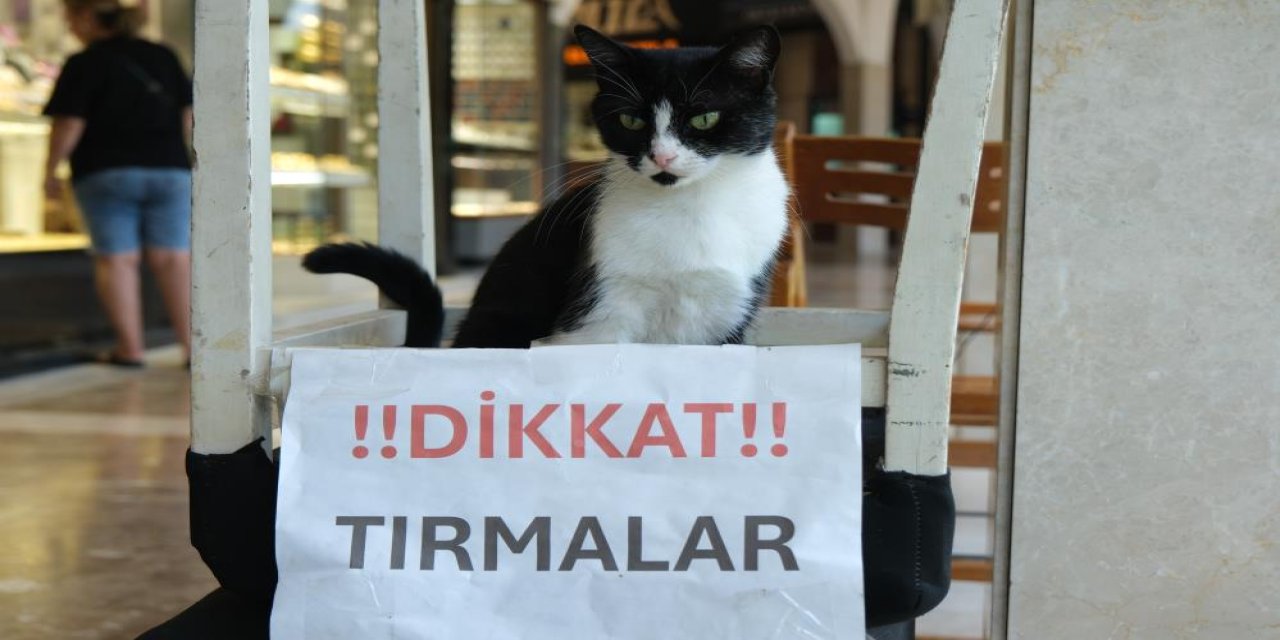 Dikkat tırmalar! Müşterilere aman vermiyor