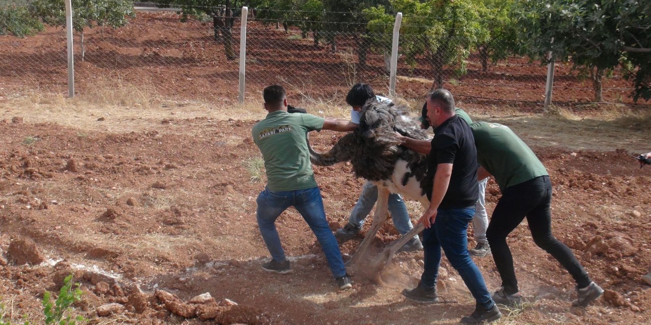 Suriye sınırında bulunan deve kuşu hayvanat bahçesine alındı