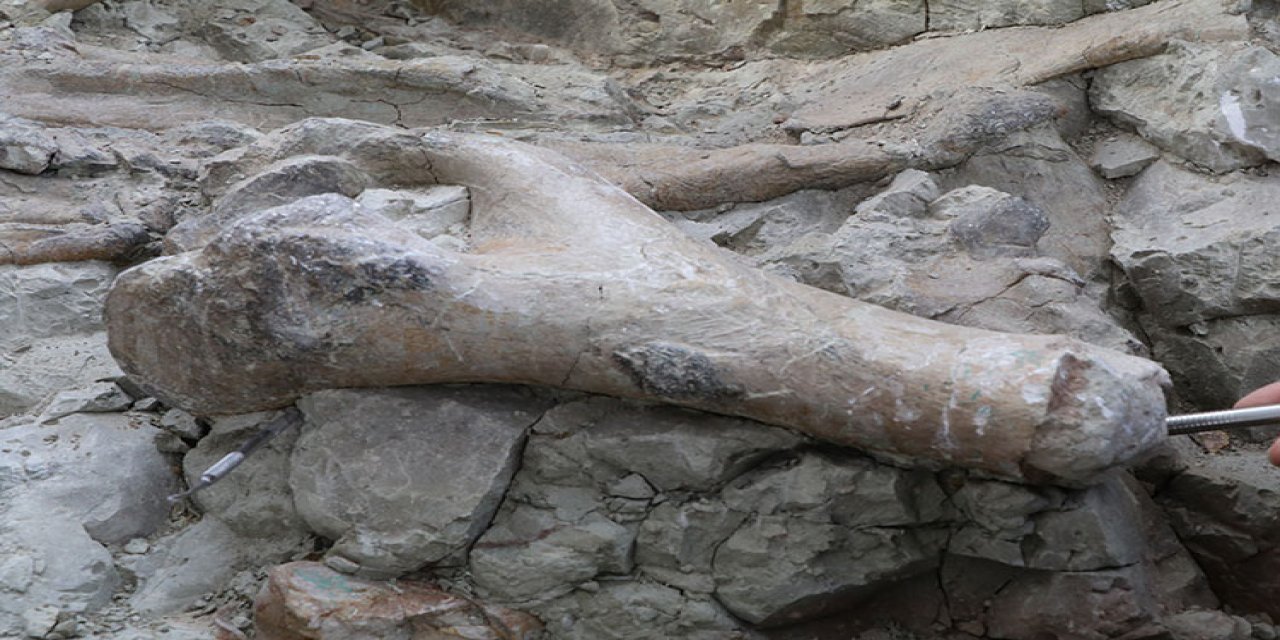 Yapılan kazılarda 9 milyon yıllık fosil bulundu