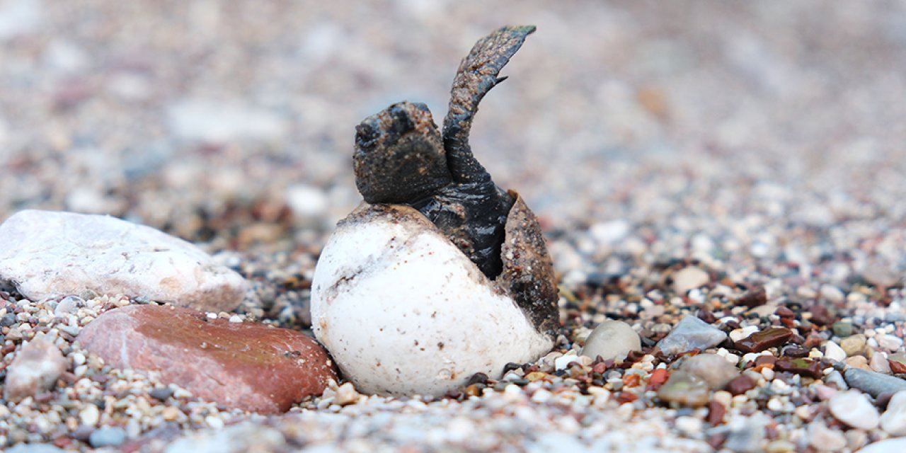 Son 30 yılın rekoru kırıldı: 4 bin caretta caretta denizle buluştu