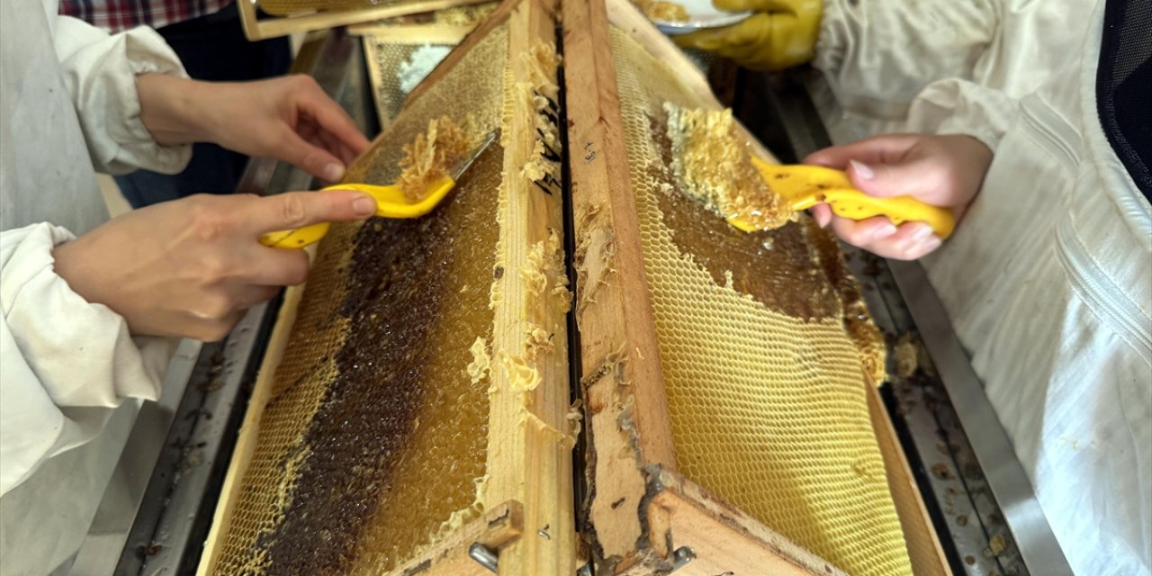 Tescilli balda bu yıl beklenen rekolte açıklandı