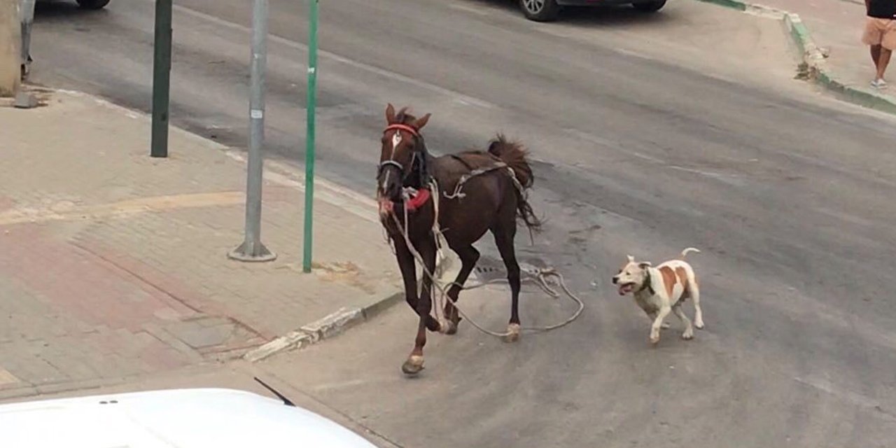 Başıboş pitbull cinsi köpek, başıboş ata saldırdı! O anlar kamerada