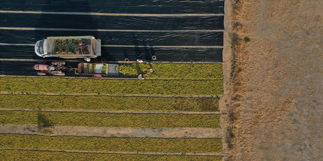 İşlenmeyen tarım arazileri kiraya verilecek! İşte detayları