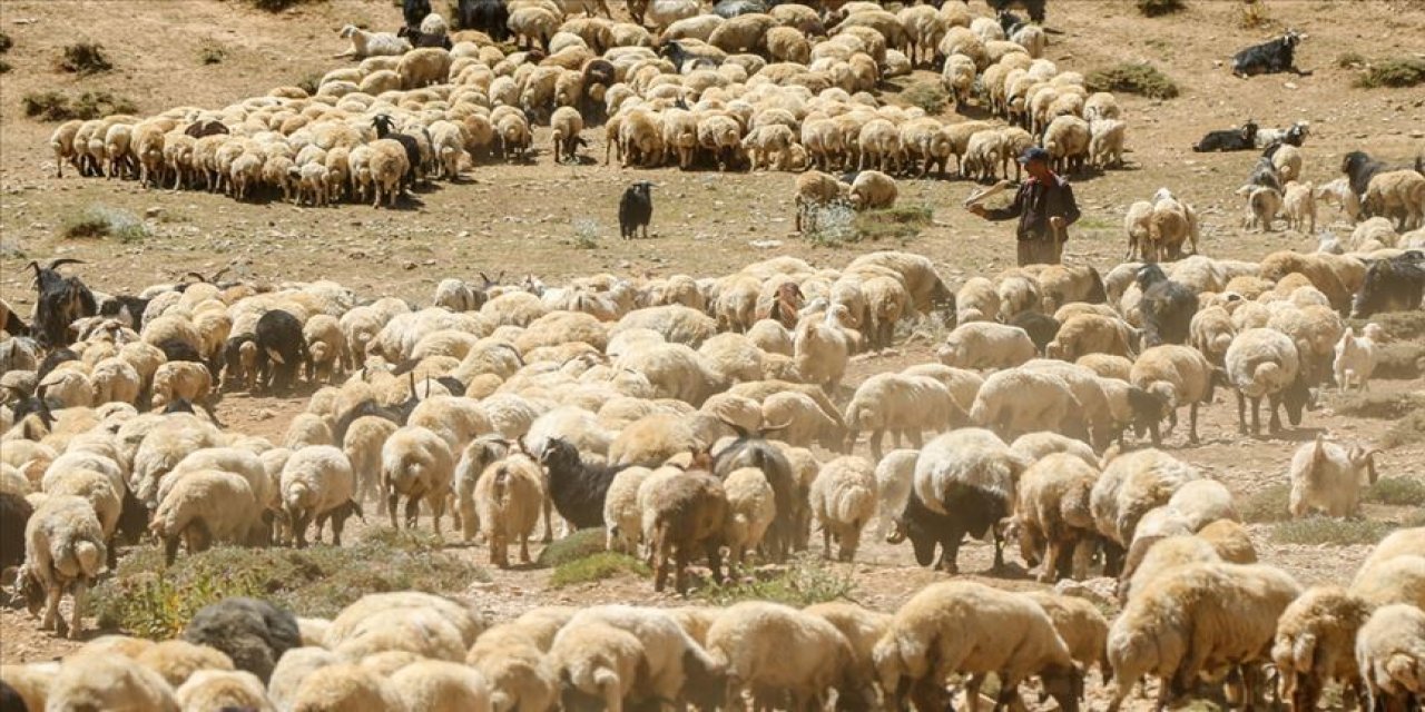 Büyükbaş sayısı azaldı, küçükbaş sayısı arttı