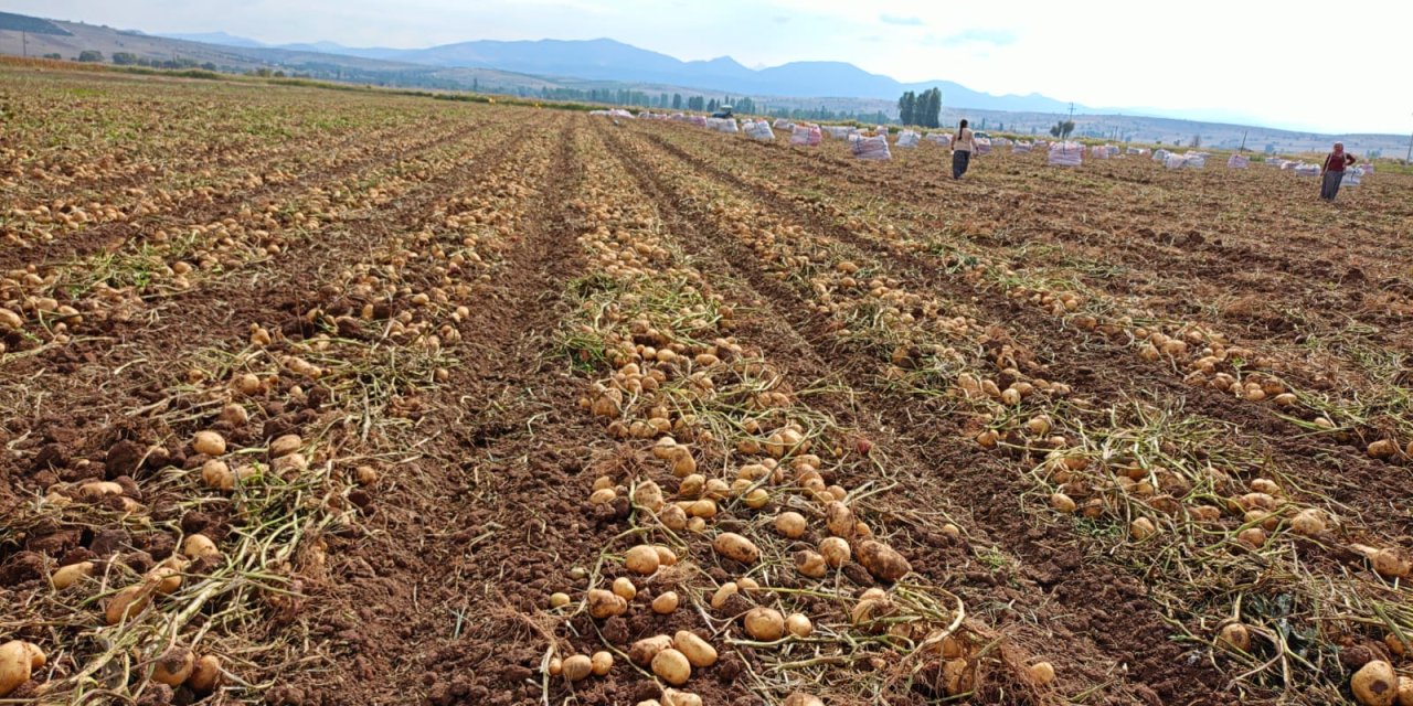 Konya’da patates hasadı başladı