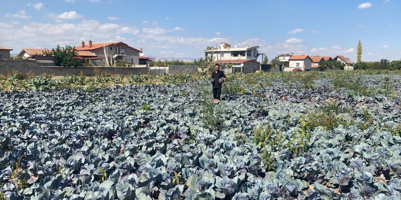 Konya’da hasat için tarlaya giren çiftçiyi şaşırtan manzara