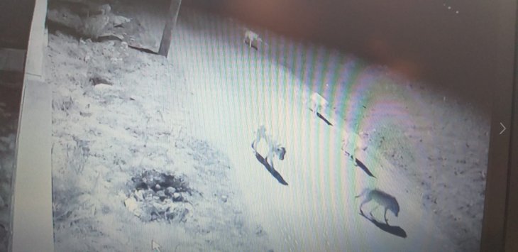 Aç kalan kurtlar köye indi