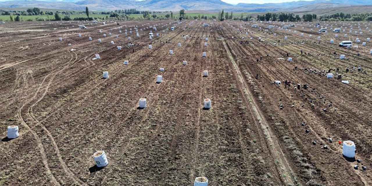 Devasa tarlada yüzlerce işçi ile patates hasadı başladı