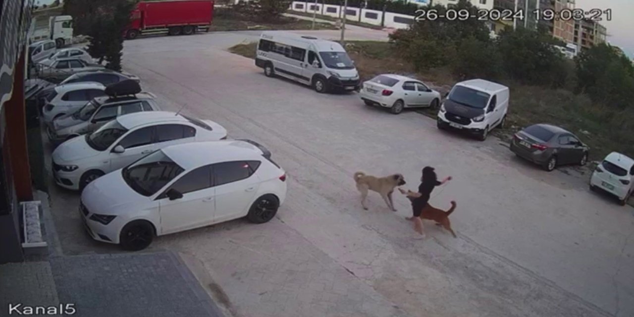 Köpek gezdirirken saldırıya uğradı: Kuduz tedavisi görüyor