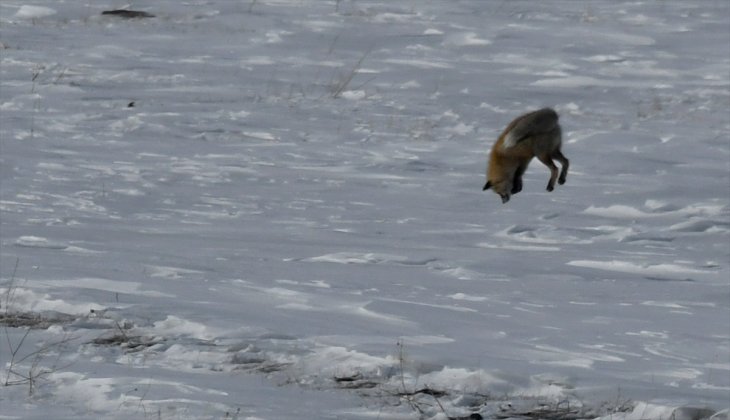 Tilkilerin karla kaplı arazideki avı renkli görüntüler oluşturdu