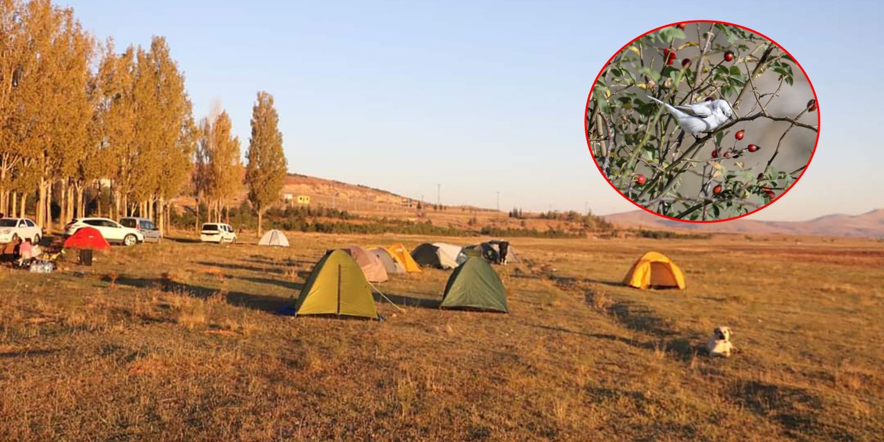 Konya’da görüntülendi: Fotoğrafı çekenler, “Dünyada ilk” diyor!