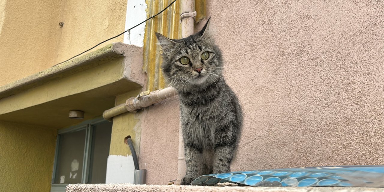 Kedi besleme tartışmasında baba ve oğlu vuruldu