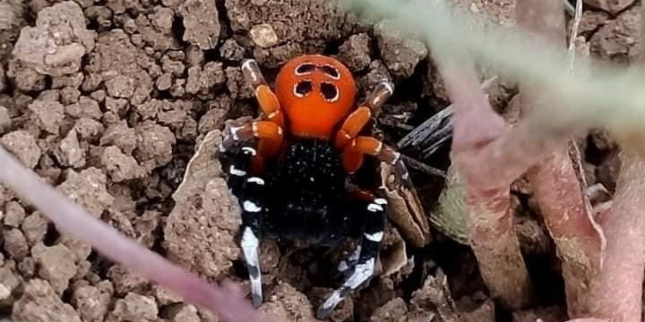 Bir ilimizde zehirli 'Uğur Böceği Örümceği' görüldü