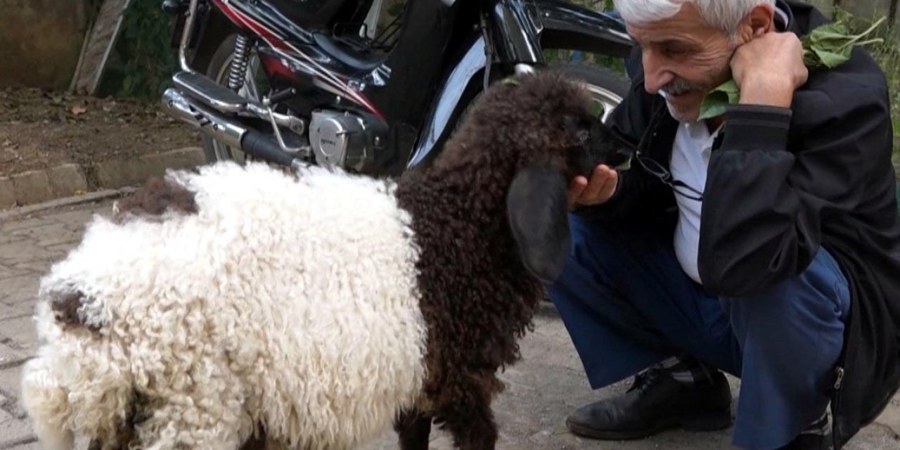 3 aylık kuzu, yaşlı adamı bir an bile yalnız bırakmıyor